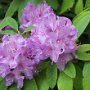 Rhododendron ponticum